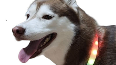 강아지무지개 무료? 🐶🌈  내 댕댕이 행복템 득템 후기!